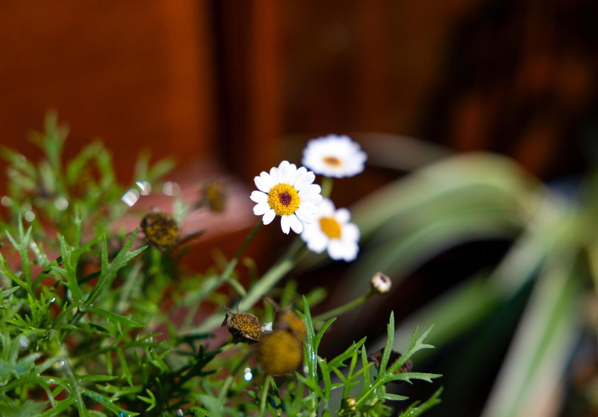 Sapa Tt Homestay エクステリア 写真